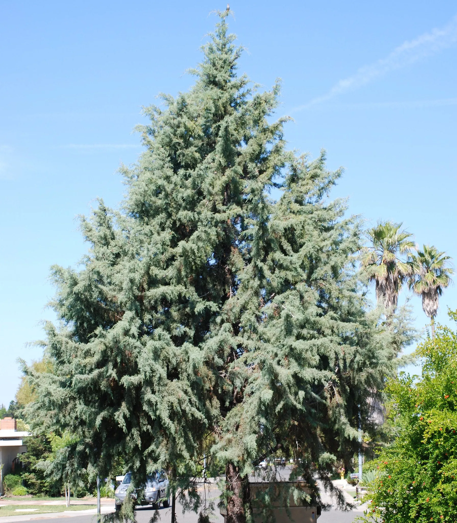 Arizona Cypress 100 Seeds Cupressus arizonica  USA Company