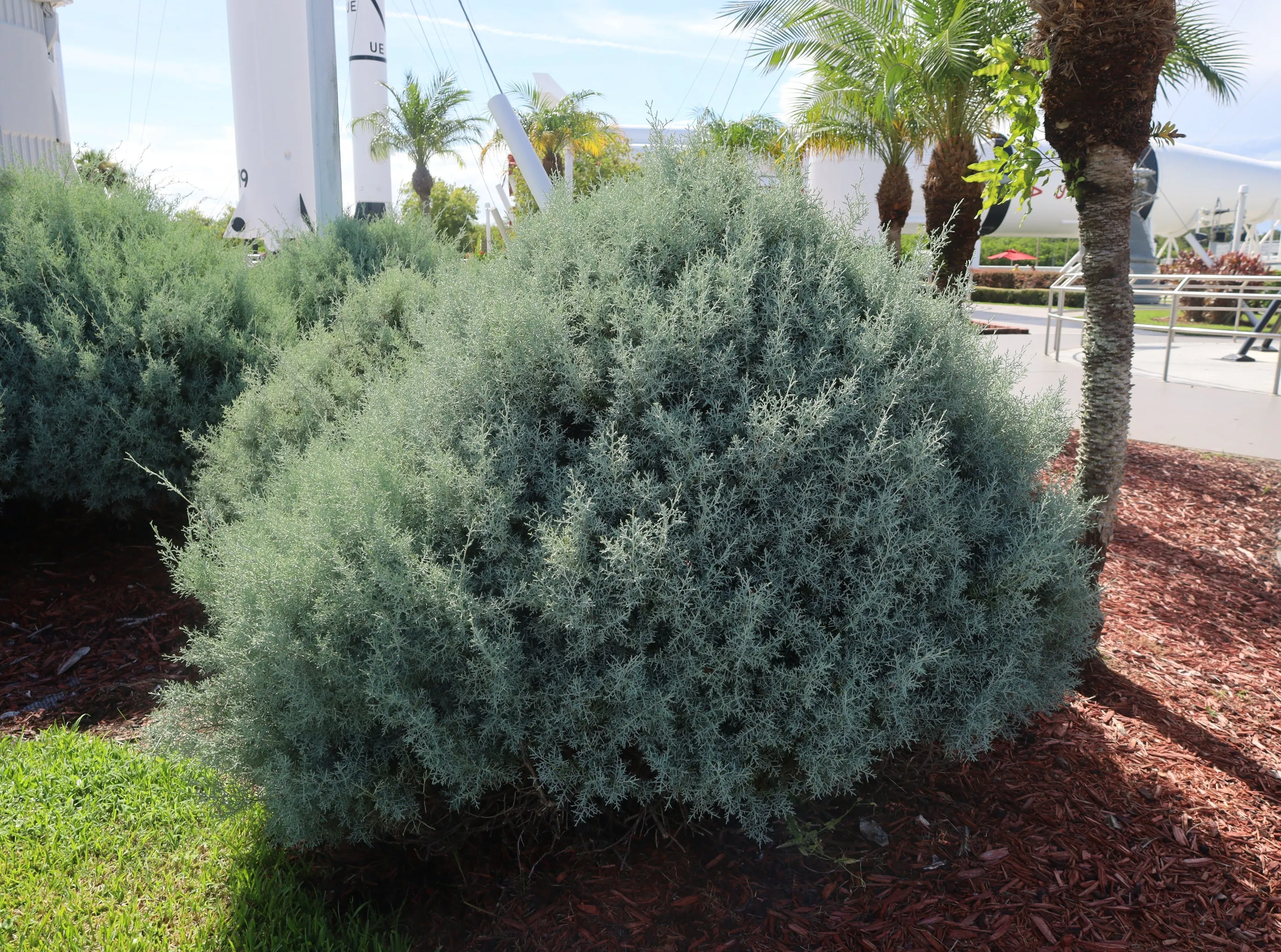 Arizona Cypress 100 Seeds Cupressus arizonica  USA Company