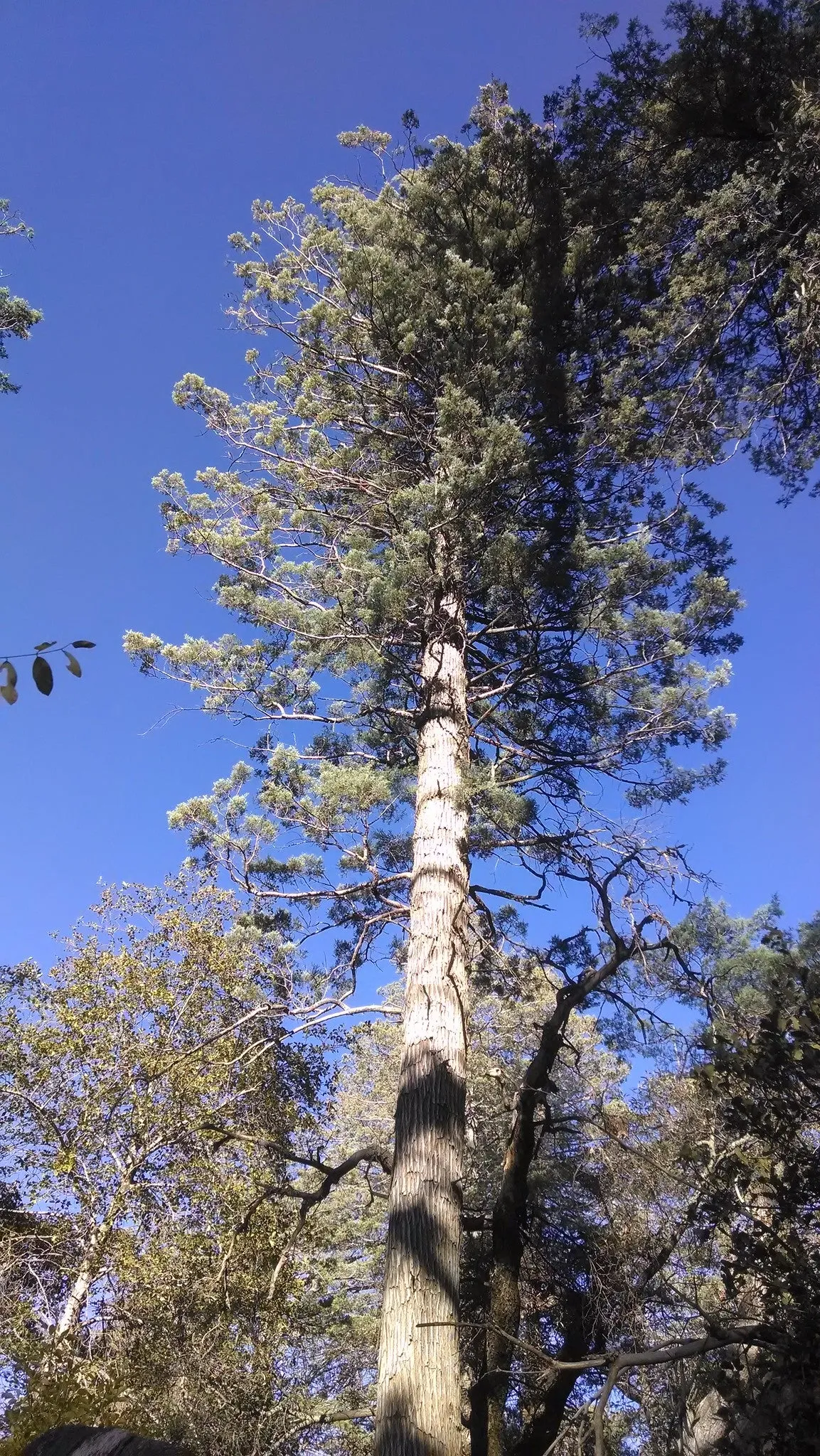 Arizona Cypress 100 Seeds Cupressus arizonica  USA Company