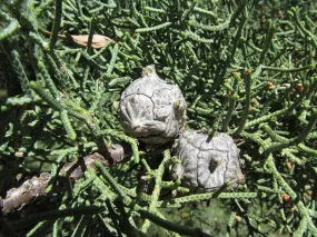 Arizona Cypress 100 Seeds Cupressus arizonica  USA Company