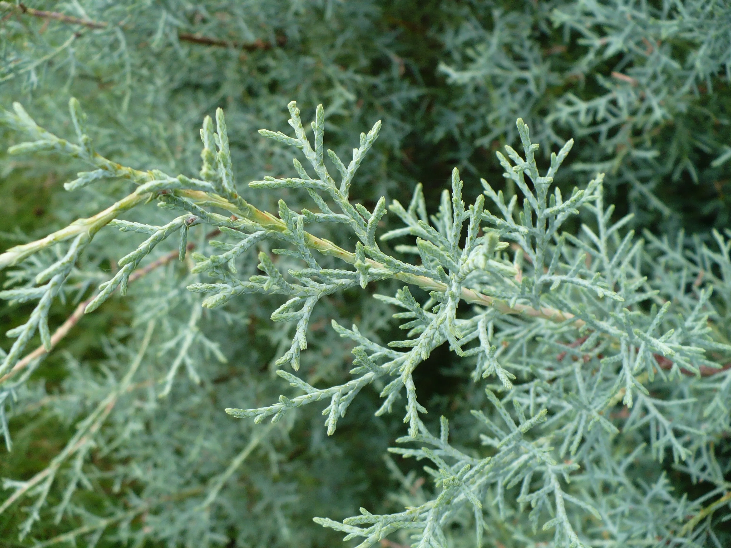 Arizona Cypress 100 Seeds Cupressus arizonica  USA Company