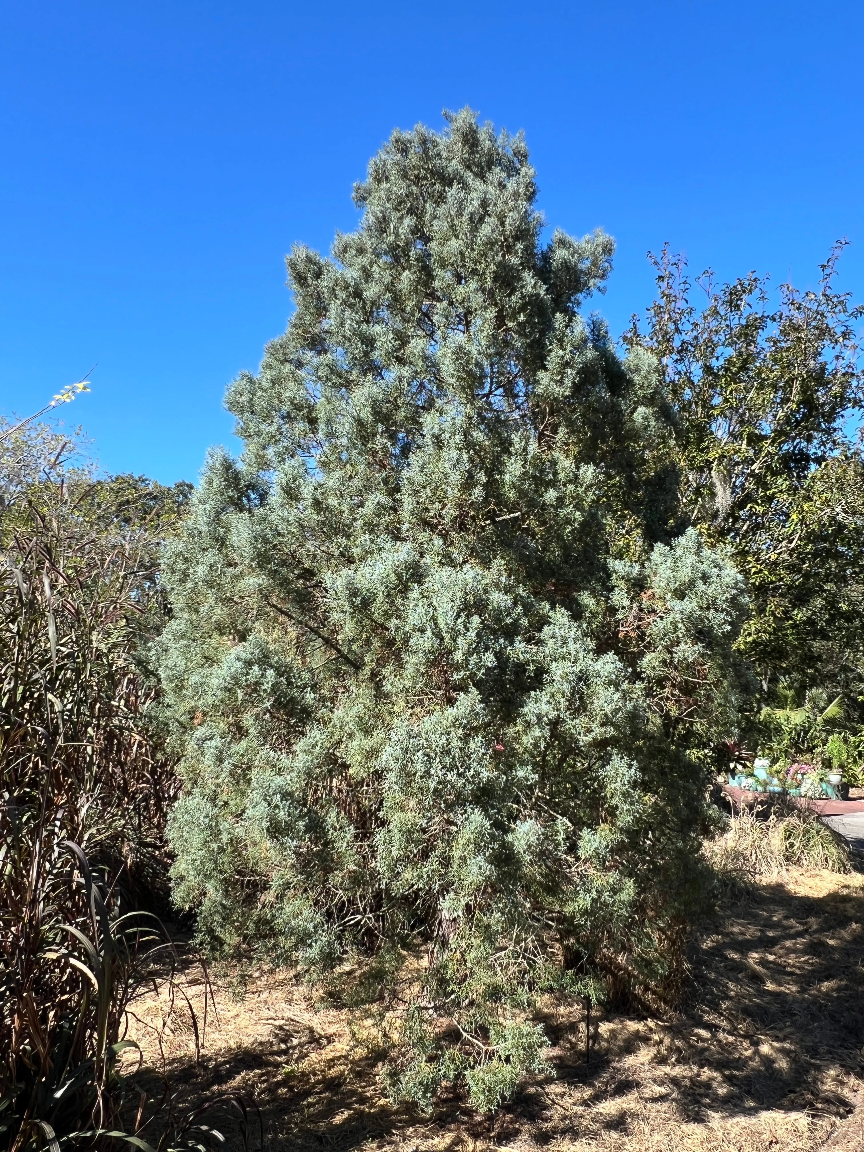 Arizona Cypress 100 Seeds Cupressus arizonica  USA Company