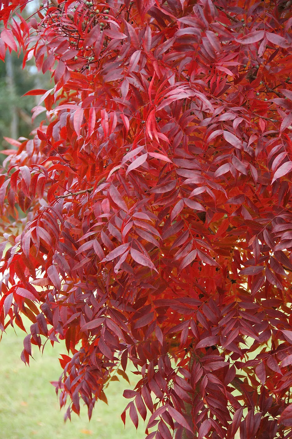 Chinese Pistache Pistacia chinensis 200 Seeds  USA Company