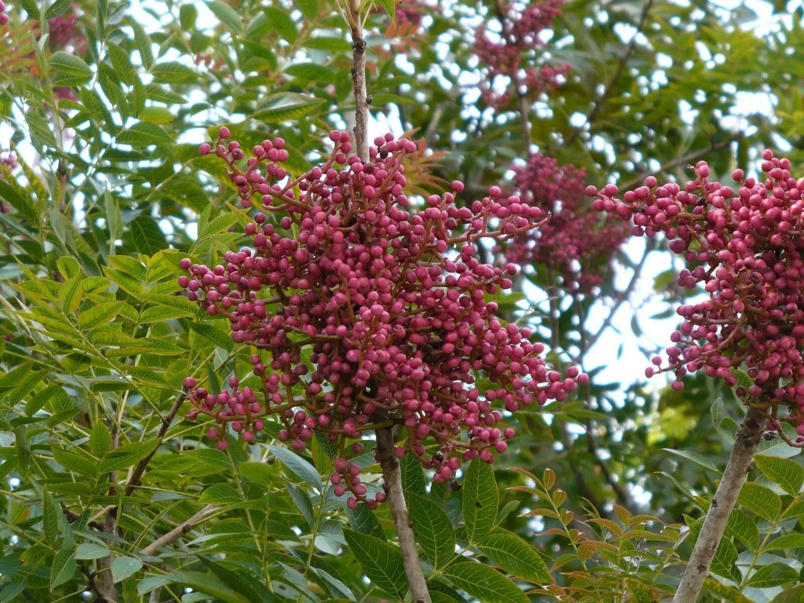 Chinese Pistache Pistacia chinensis 200 Seeds  USA Company
