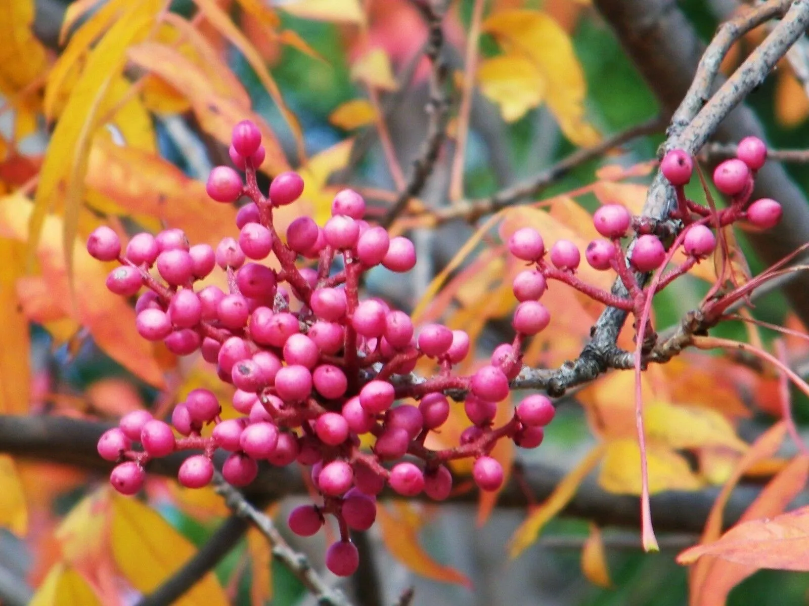 Chinese Pistache Pistacia chinensis 200 Seeds  USA Company