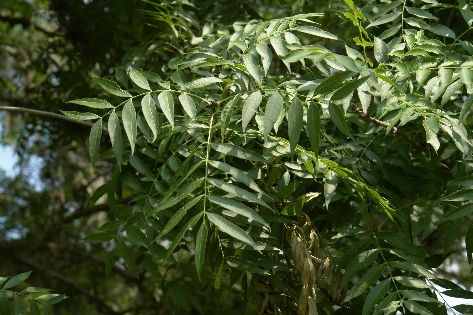Chinese Pistache Pistacia chinensis 200 Seeds  USA Company