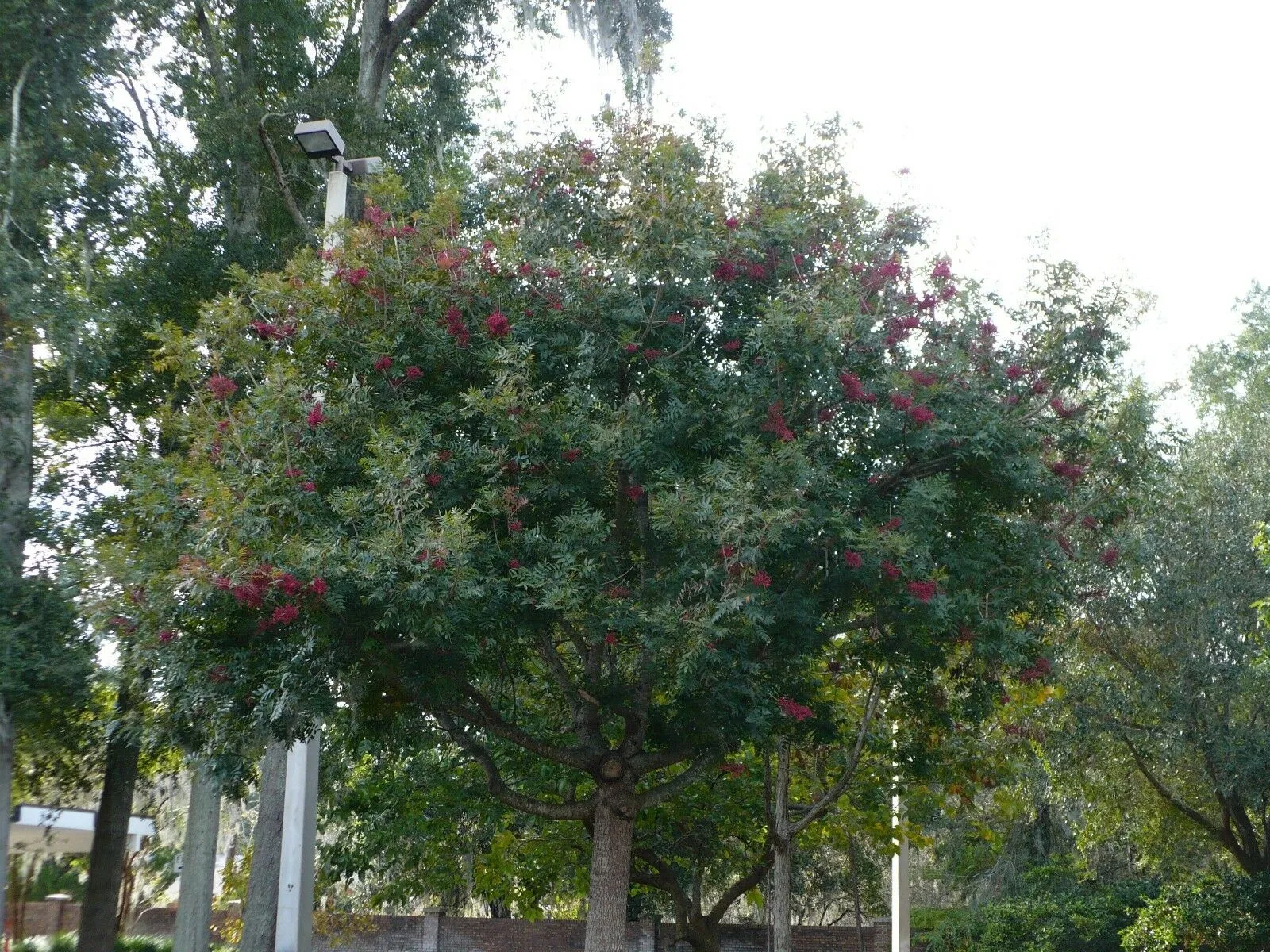 Chinese Pistache Pistacia chinensis 200 Seeds  USA Company