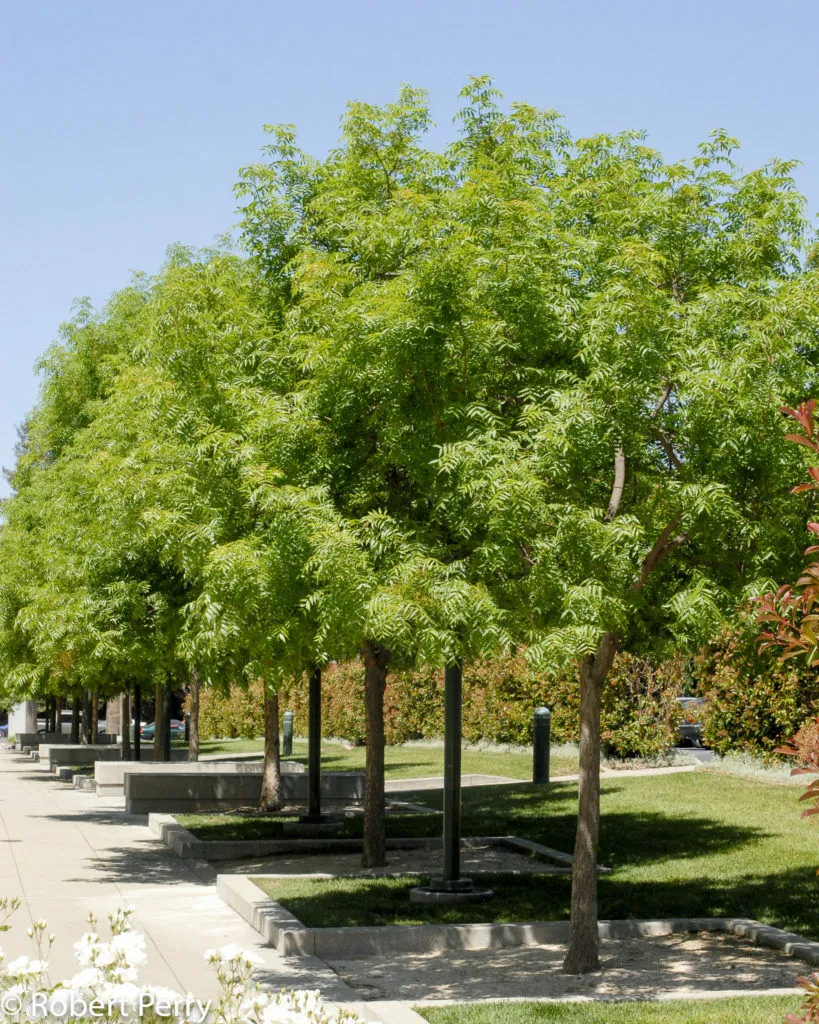 Chinese Pistache Pistacia chinensis 200 Seeds  USA Company