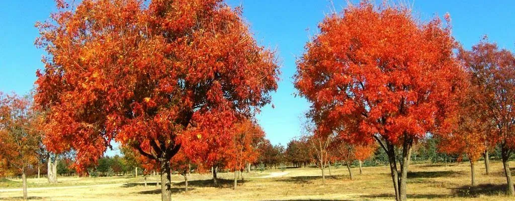 Chinese Pistache Pistacia chinensis 200 Seeds  USA Company