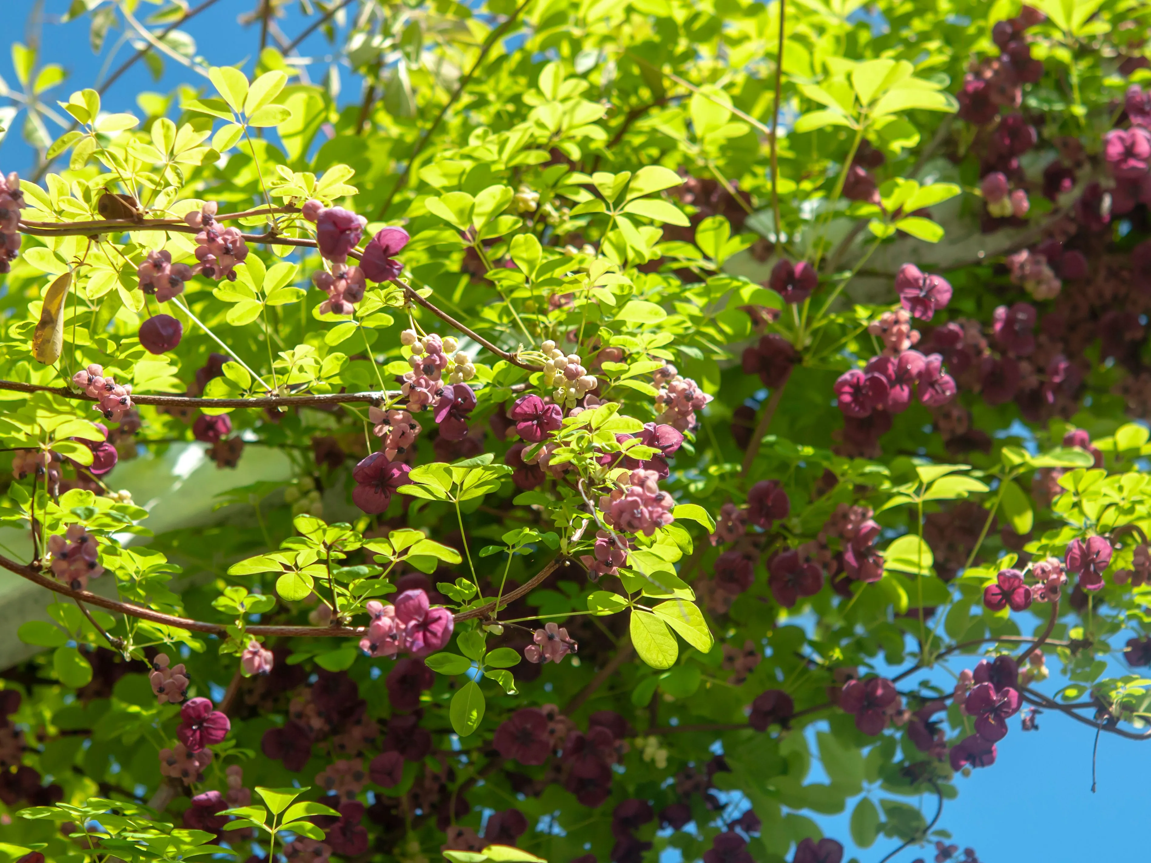 Chocolate Vine Akebia quinata 10 Seeds  USA Company