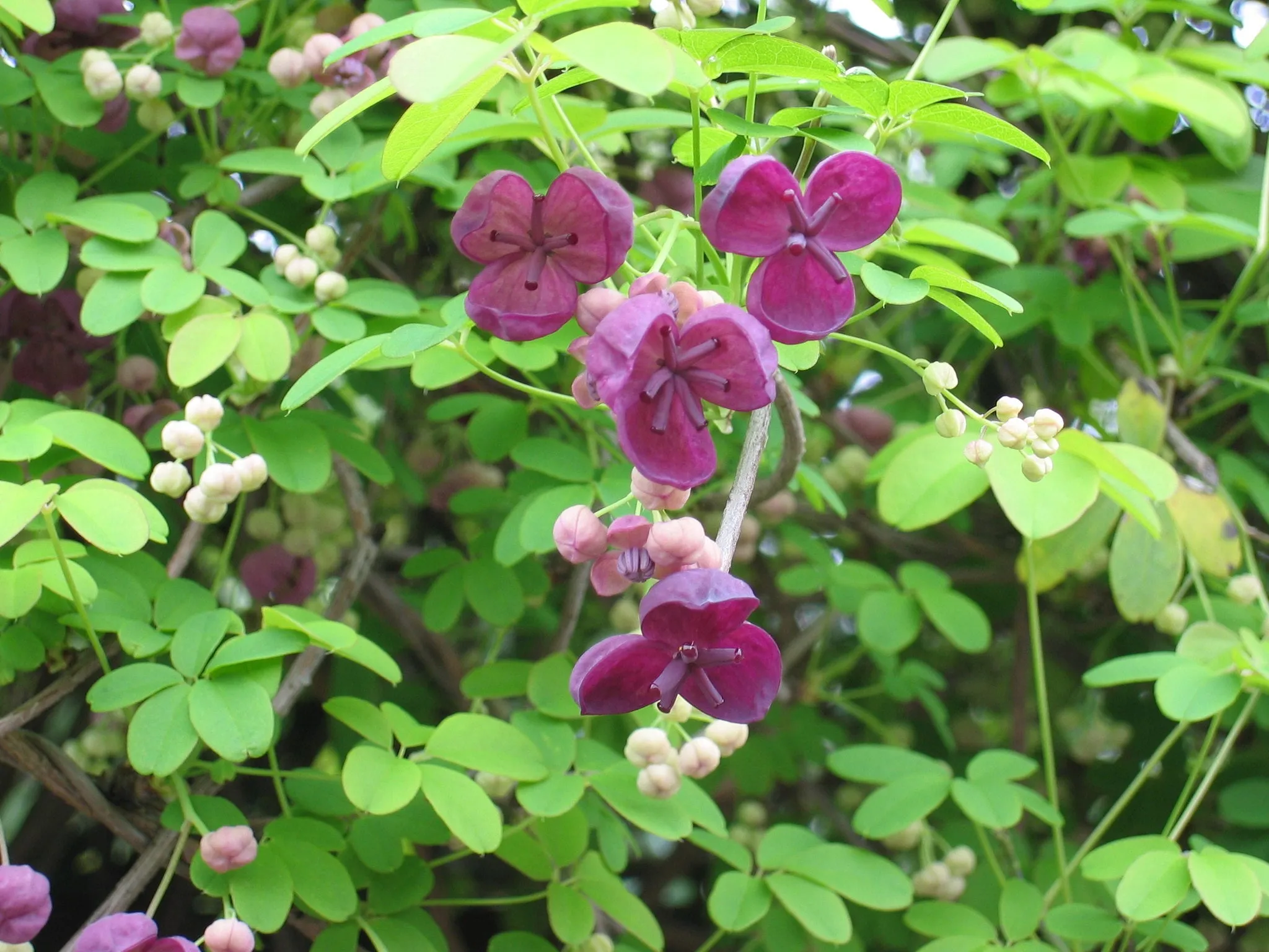 Chocolate Vine Akebia quinata 10 Seeds  USA Company