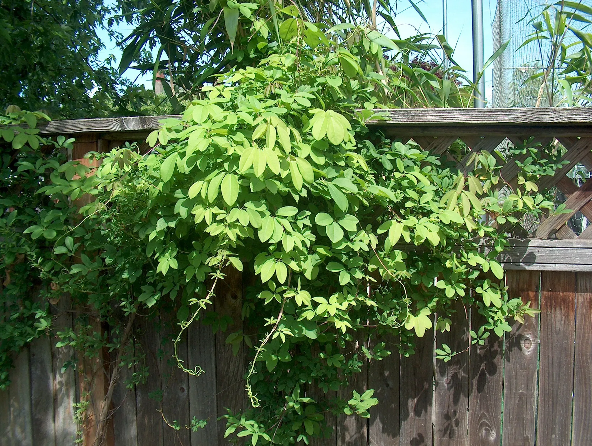 Chocolate Vine Akebia quinata 10 Seeds  USA Company