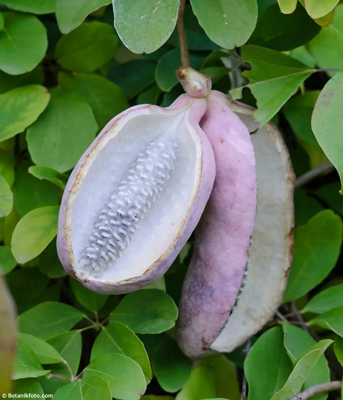 Chocolate Vine Akebia quinata 10 Seeds  USA Company