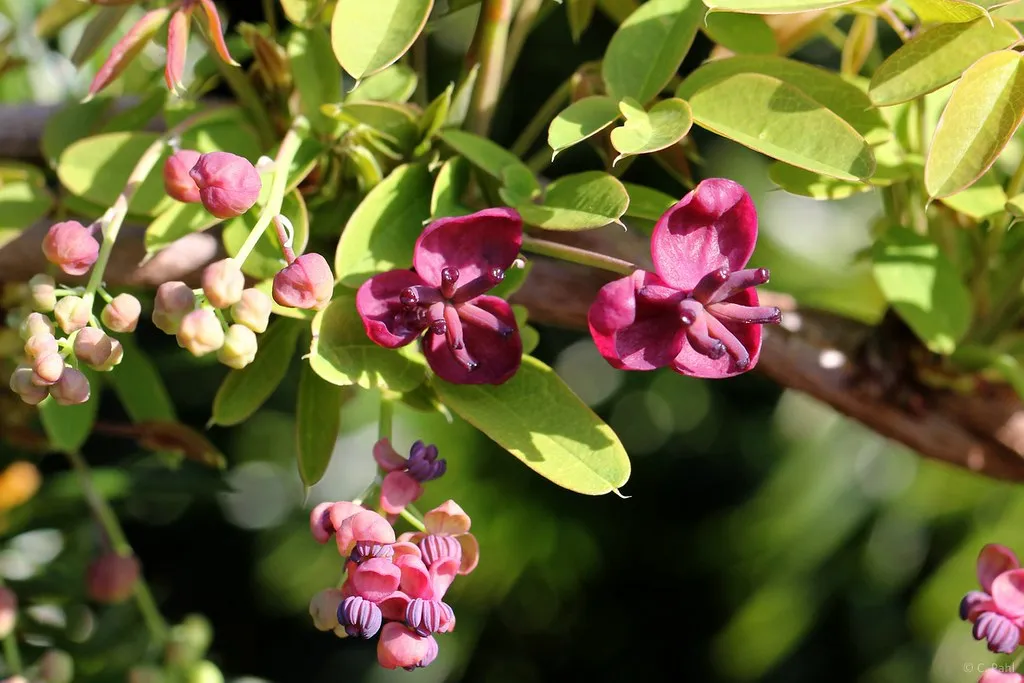 Chocolate Vine Akebia quinata 10 Seeds  USA Company