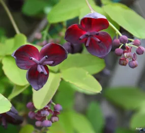 Chocolate Vine Akebia quinata 10 Seeds  USA Company