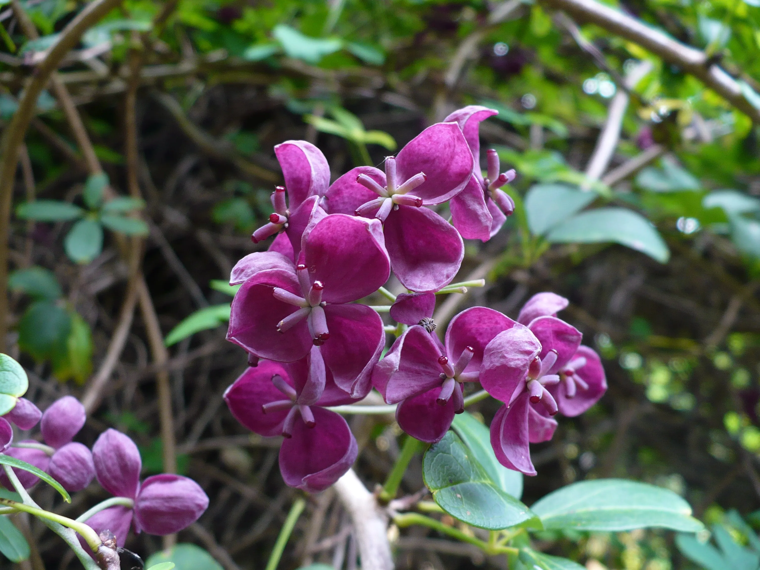 Chocolate Vine Akebia quinata 10 Seeds  USA Company