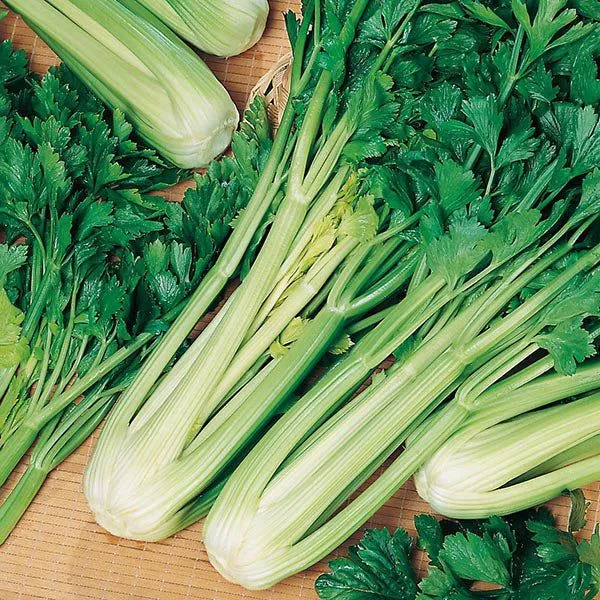 Eco-Friendly Vegetable Seed Kit - Non GMO & Plastic-Free - 15 Premium Seed Varieties