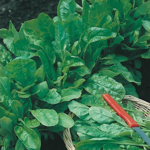 Eco-Friendly Vegetable Seed Kit - Non GMO & Plastic-Free - 15 Premium Seed Varieties