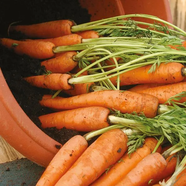 Eco-Friendly Vegetable Seed Kit - Non GMO & Plastic-Free - 15 Premium Seed Varieties