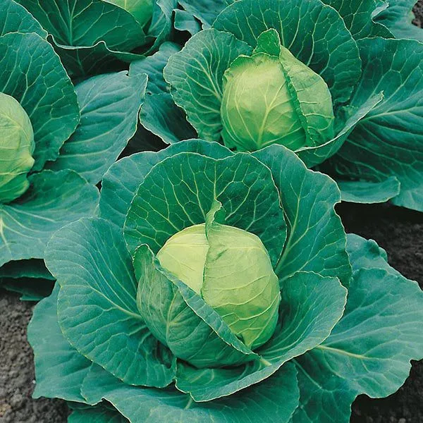 Eco-Friendly Vegetable Seed Kit - Non GMO & Plastic-Free - 15 Premium Seed Varieties