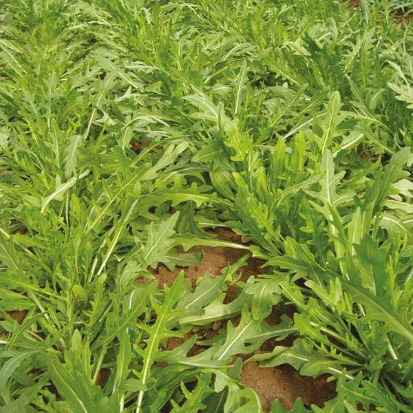 Eco-Friendly Vegetable Seed Kit - Non GMO & Plastic-Free - 15 Premium Seed Varieties