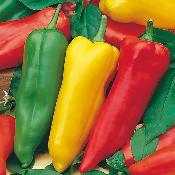 Eco-Friendly Vegetable Seed Kit - Non GMO & Plastic-Free - 15 Premium Seed Varieties