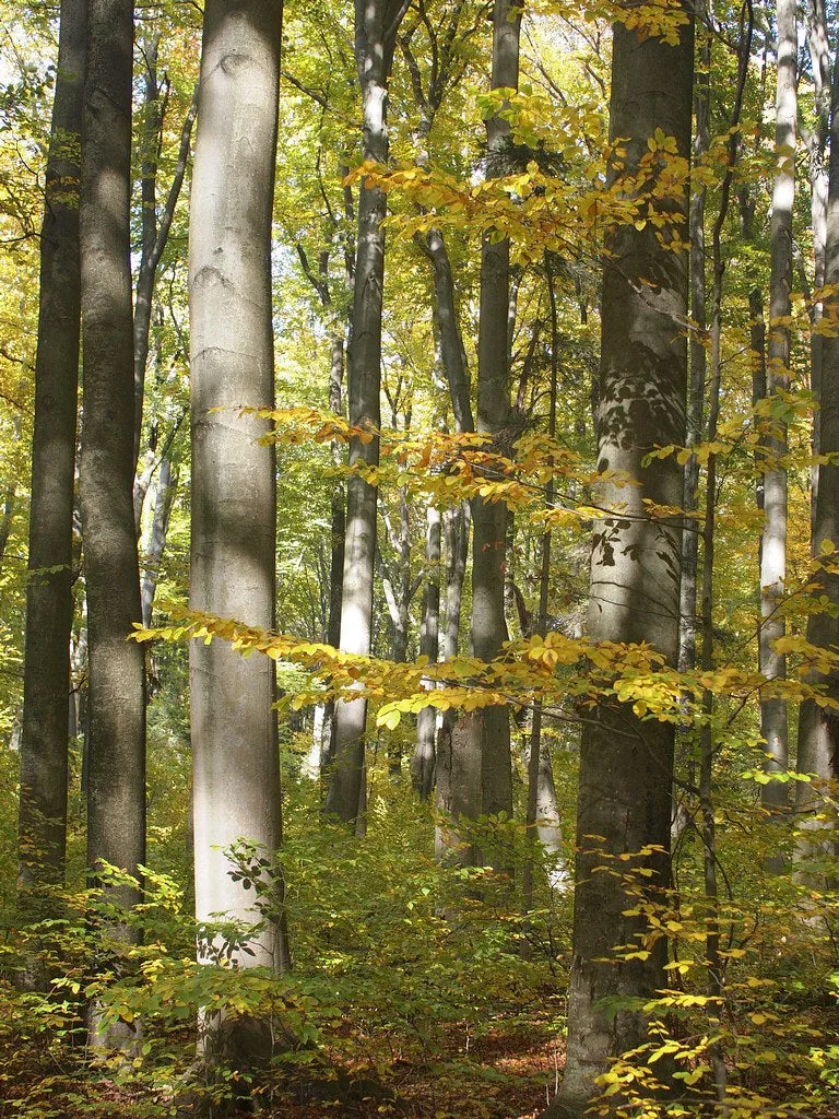 European Beech Fagus sylvatica 50 Seeds  USA Company
