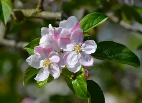 European Crab Apple Malus sylvestris 10 Seeds  USA Company