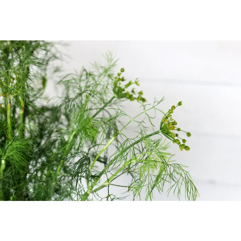 Fernleaf Dill