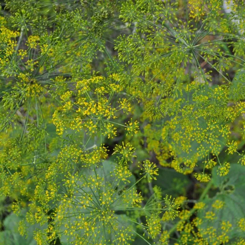 Fernleaf Dill