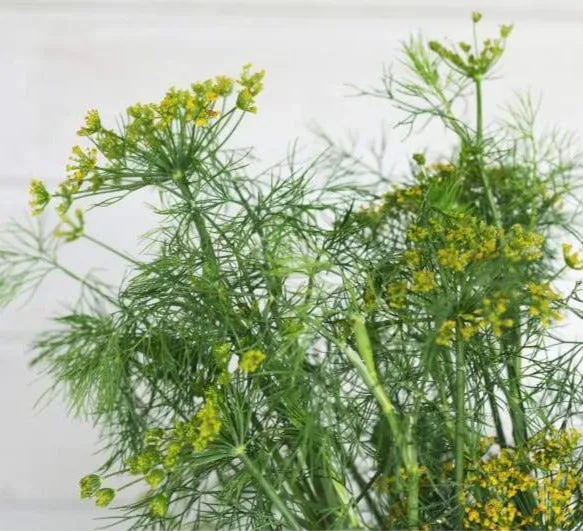 Fernleaf Dill