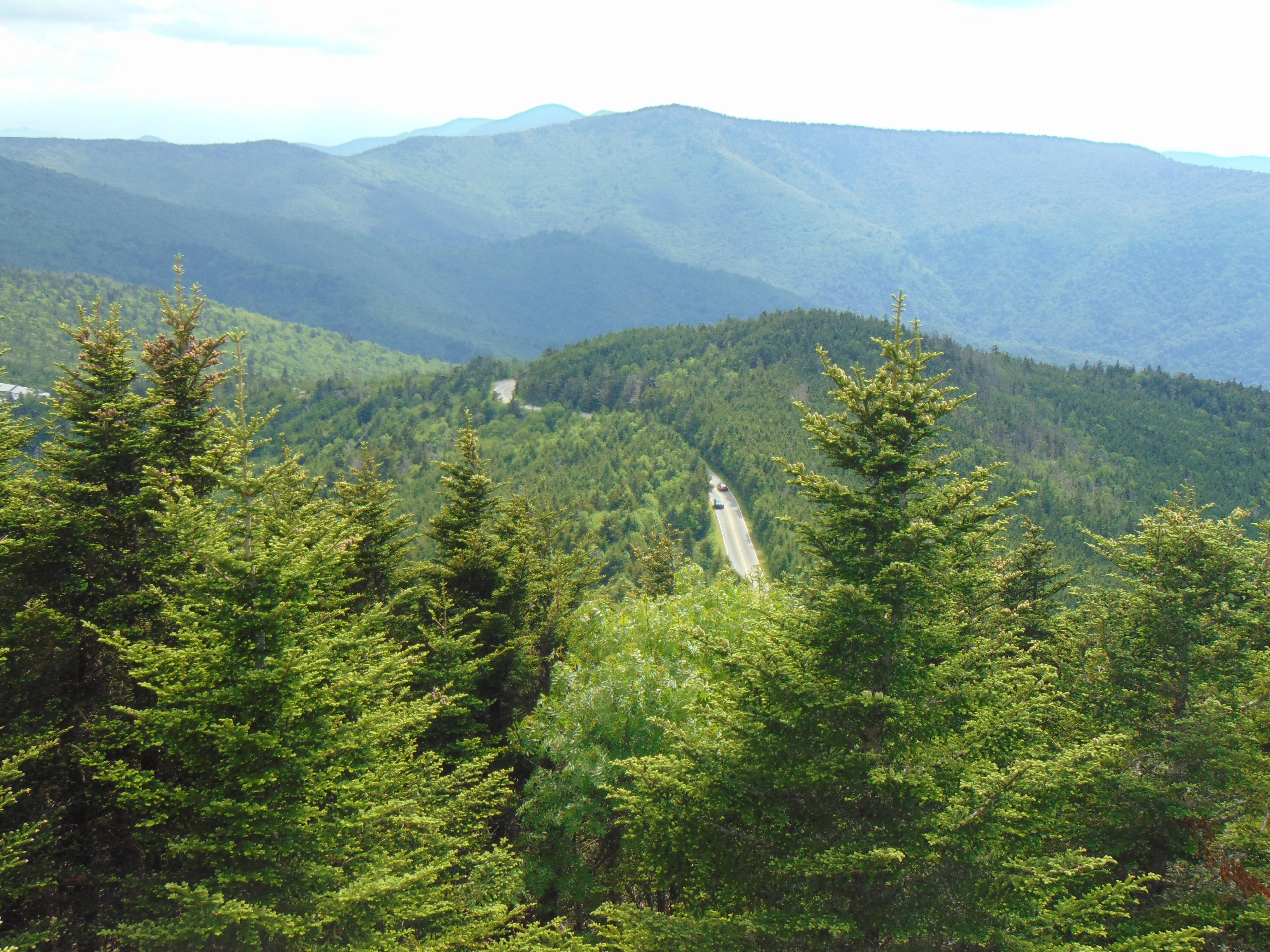 Fraser Fir Abies fraseri 500 Seeds  USA Company