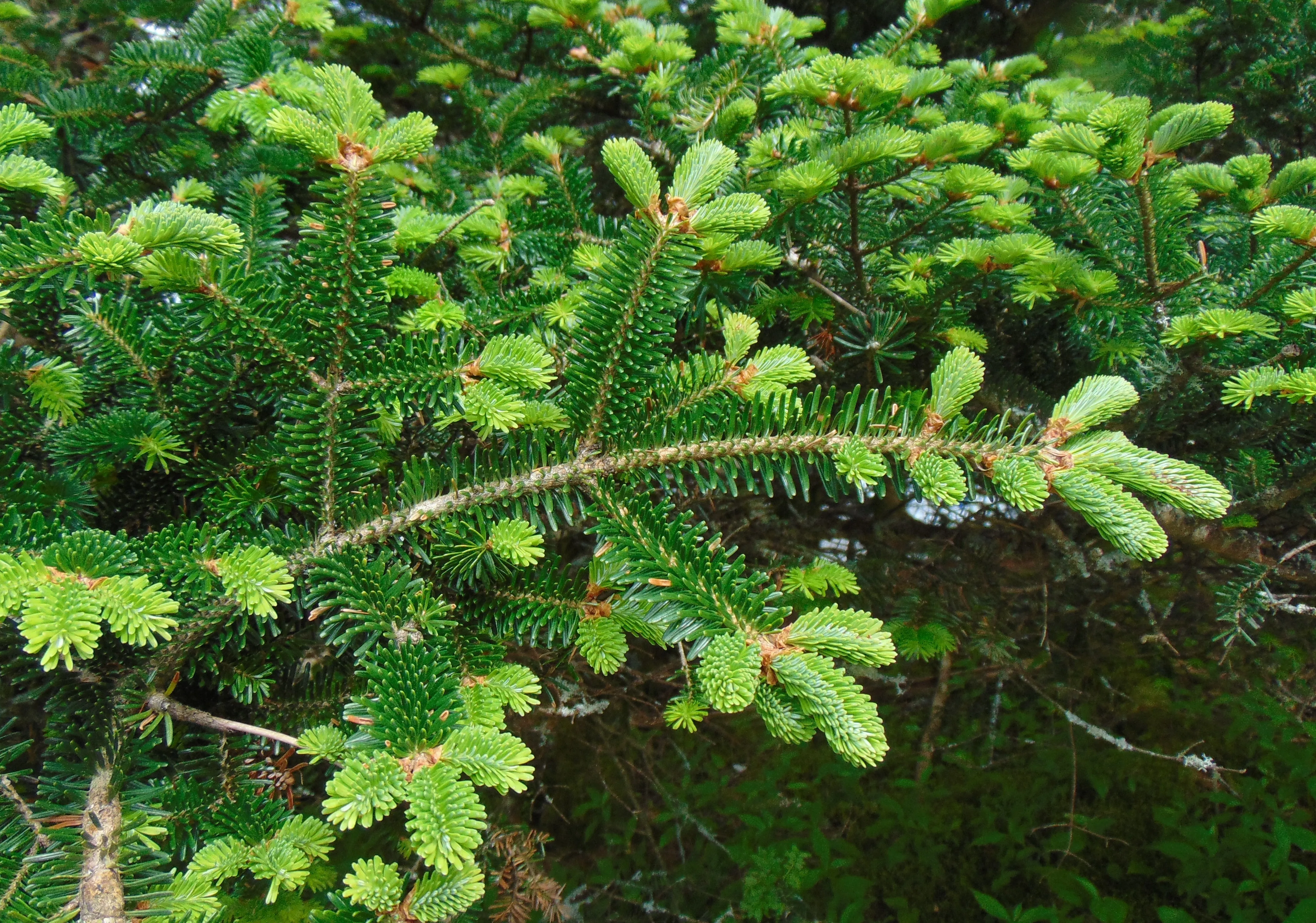 Fraser Fir Abies fraseri 500 Seeds  USA Company