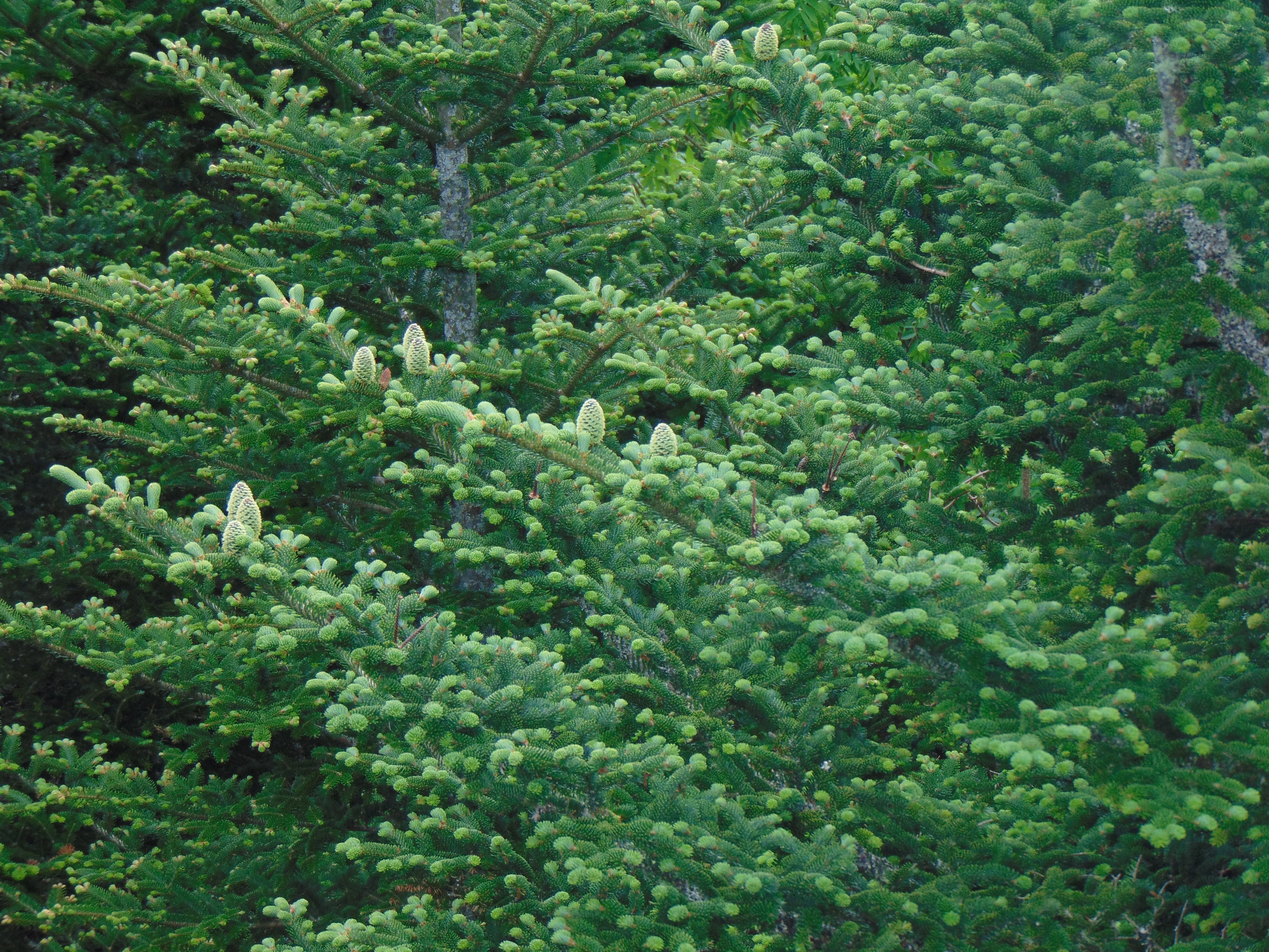Fraser Fir Abies fraseri 500 Seeds  USA Company