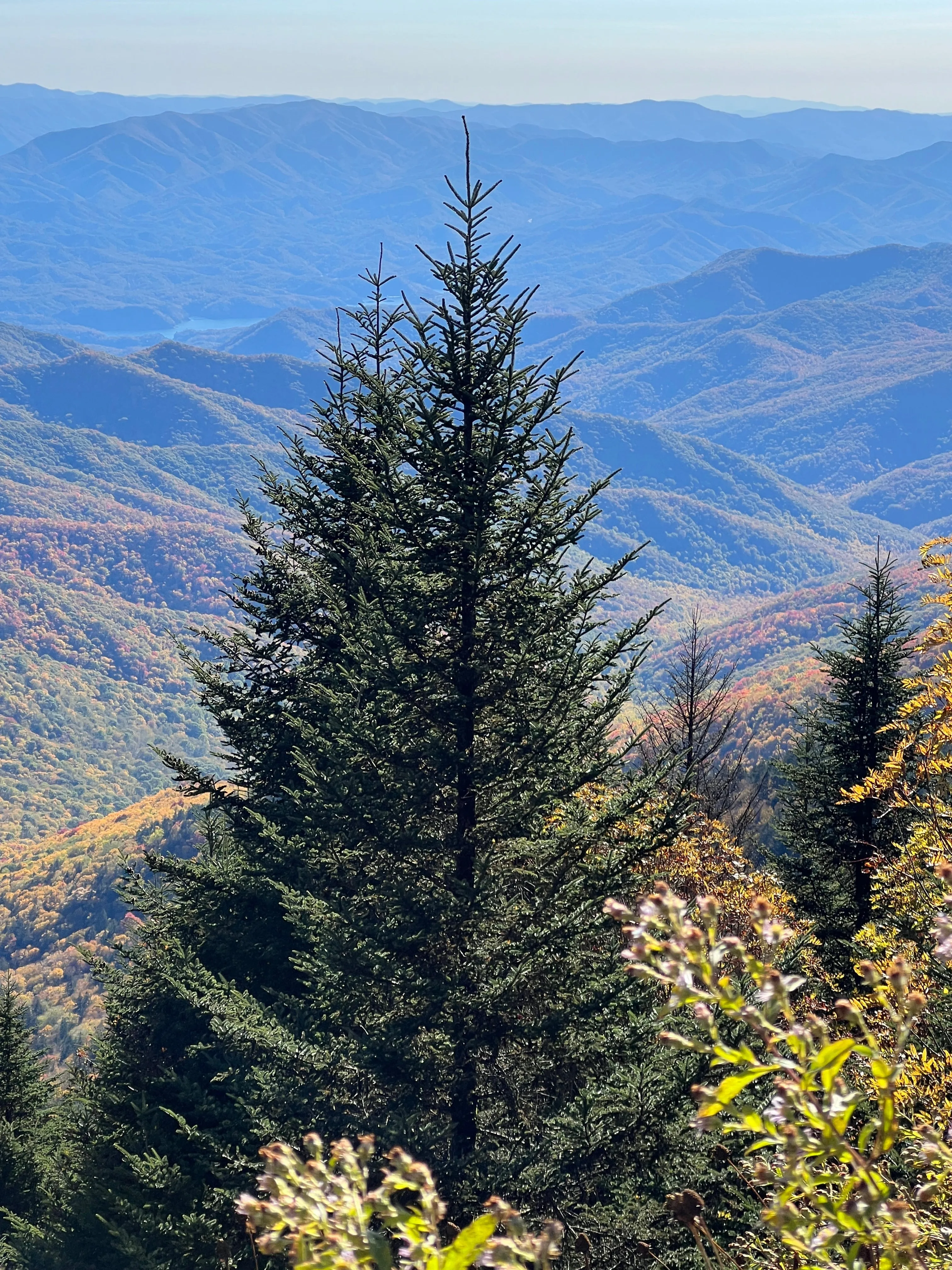 Fraser Fir Abies fraseri 500 Seeds  USA Company