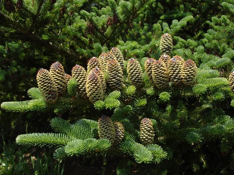Fraser Fir Abies fraseri 500 Seeds  USA Company