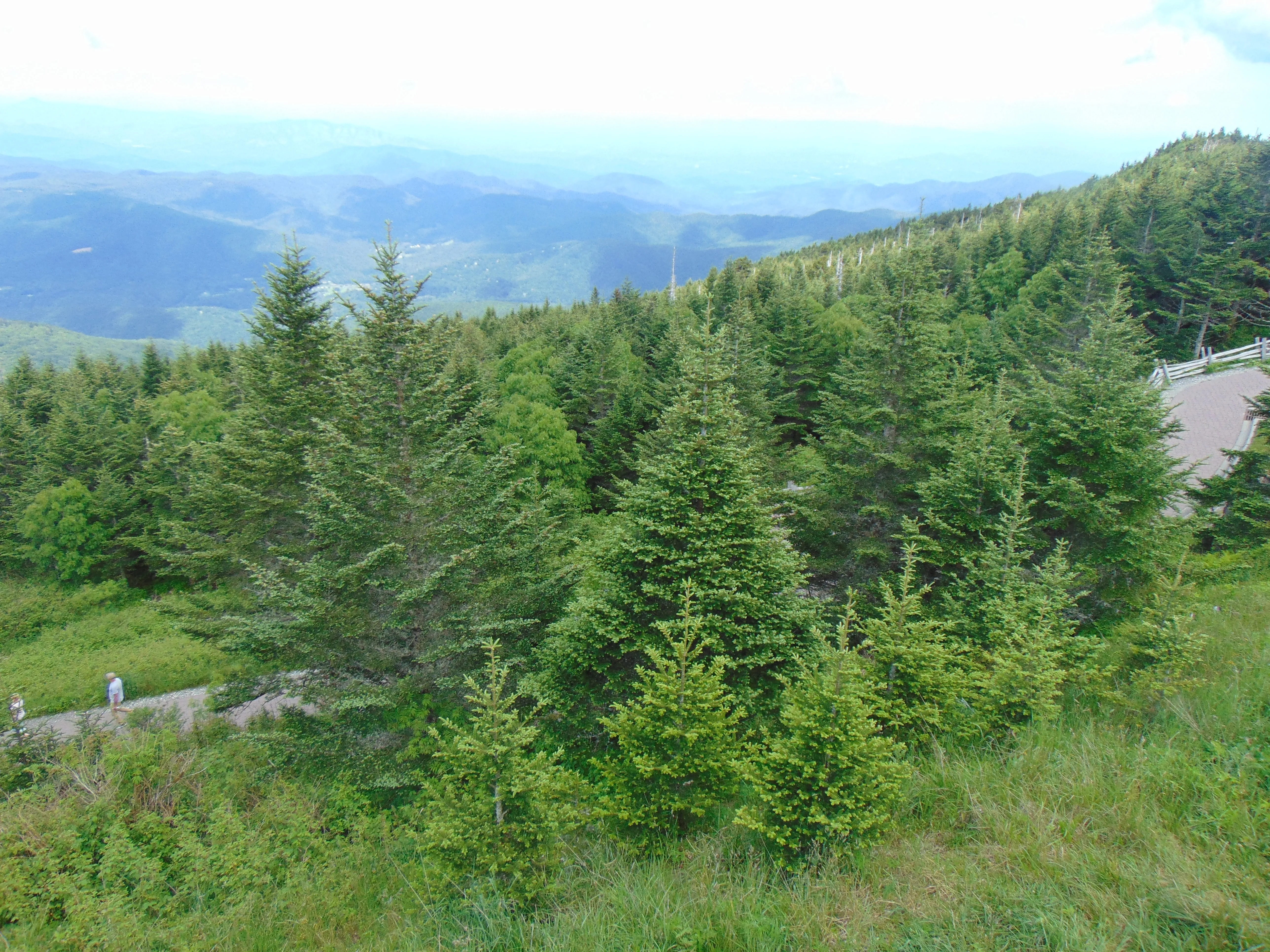 Fraser Fir Abies fraseri 500 Seeds  USA Company