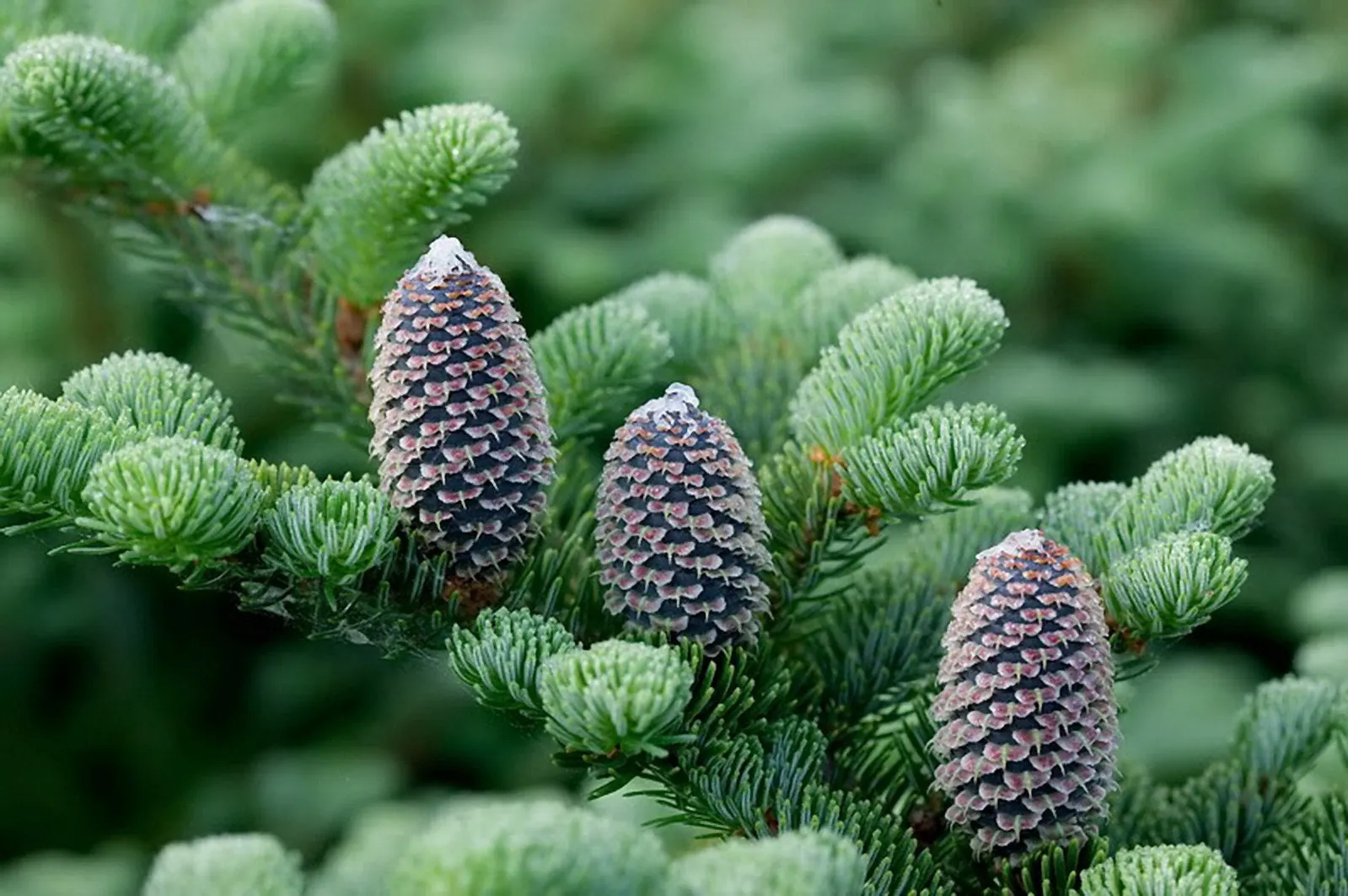 Fraser Fir Abies fraseri 500 Seeds  USA Company