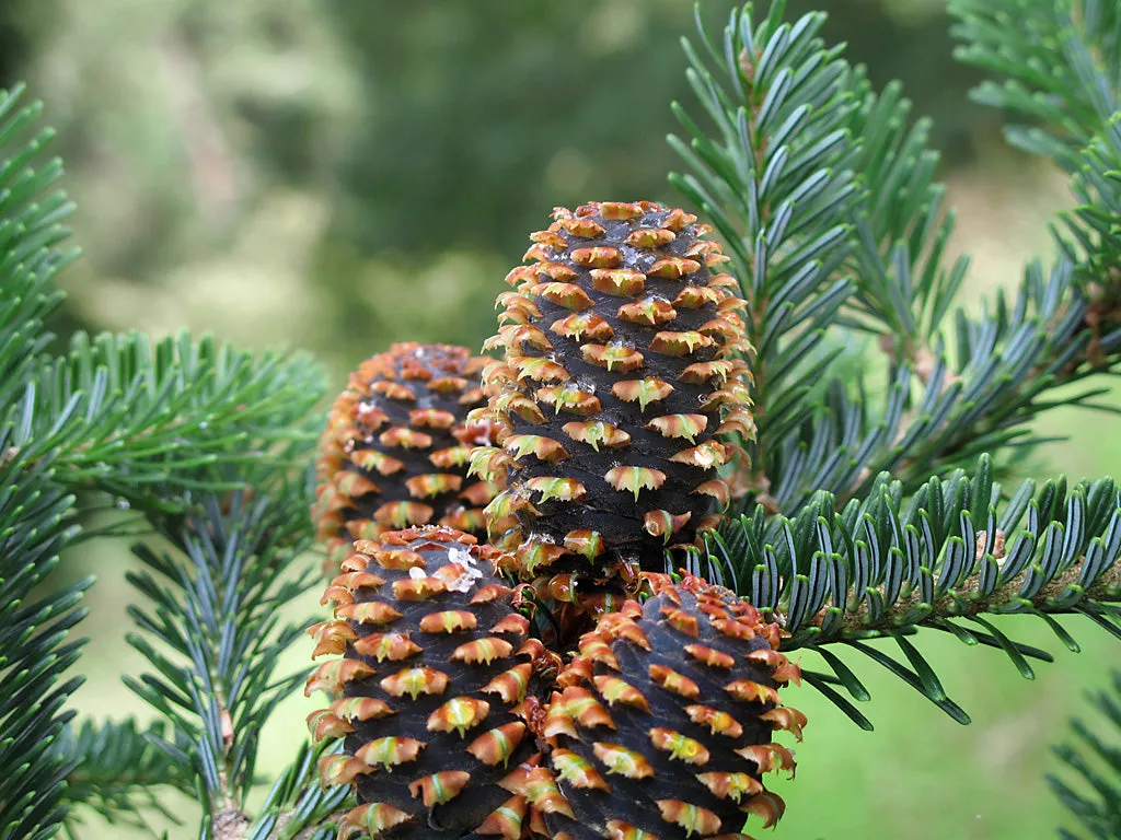 Fraser Fir Abies fraseri 500 Seeds  USA Company