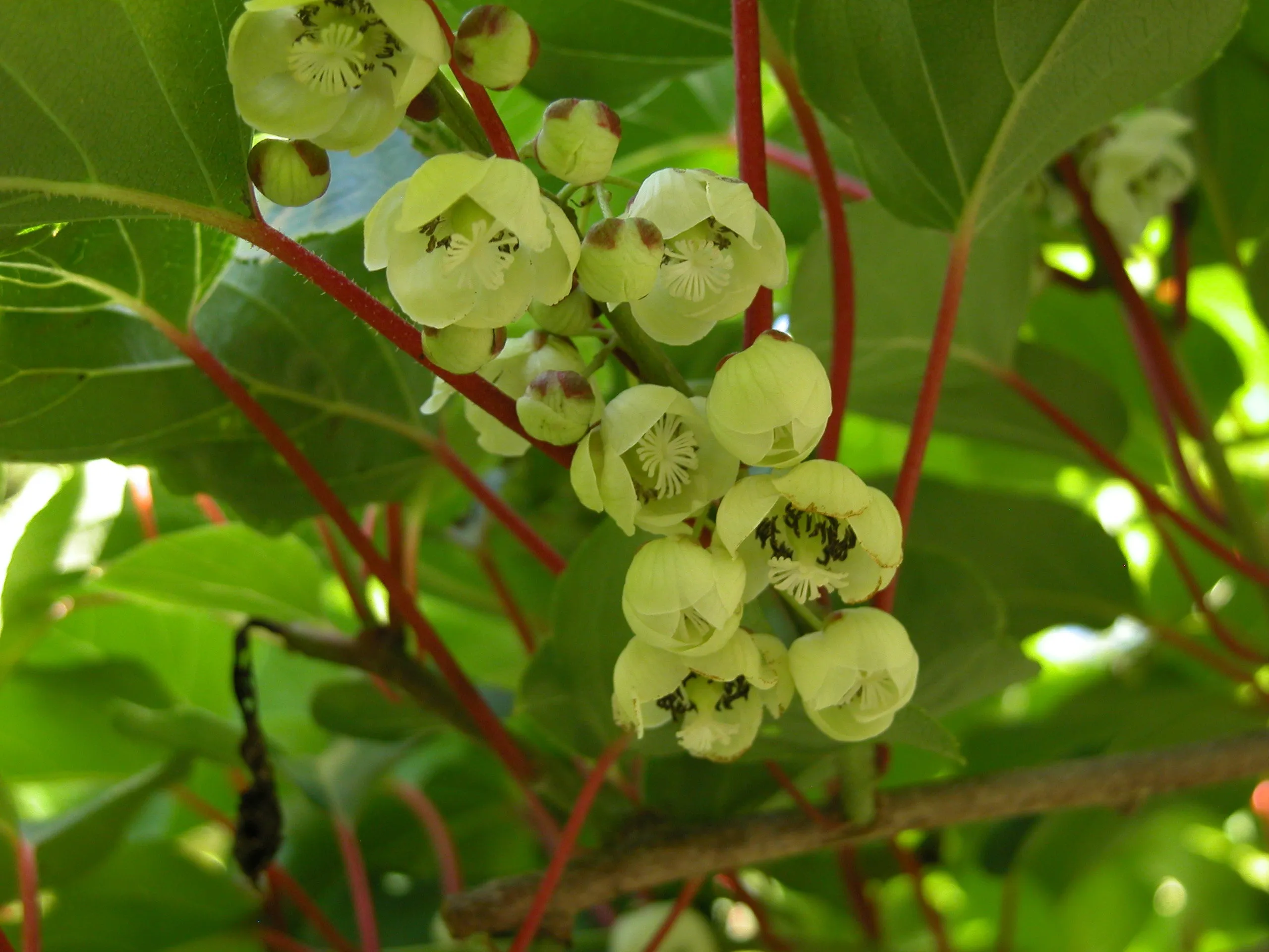 Hardy Kiwi Actinidia arguta 25 Seeds