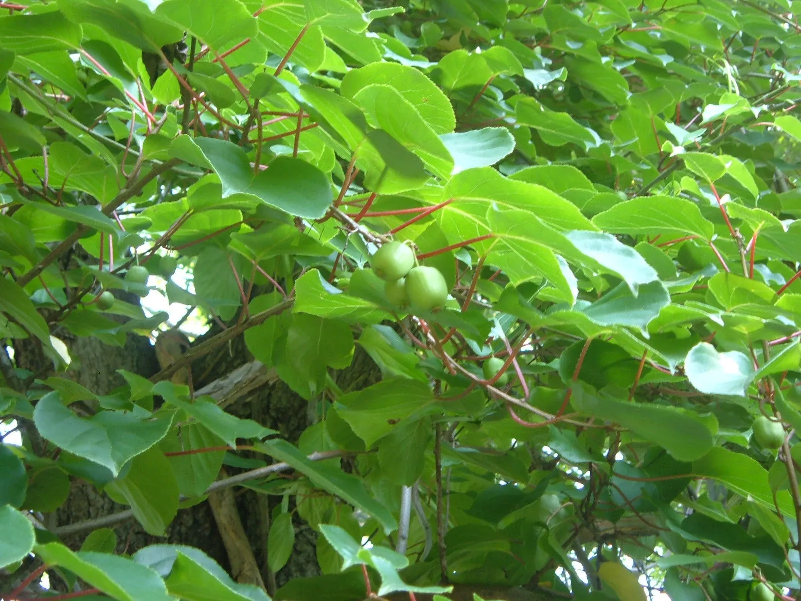 Hardy Kiwi Actinidia arguta 25 Seeds