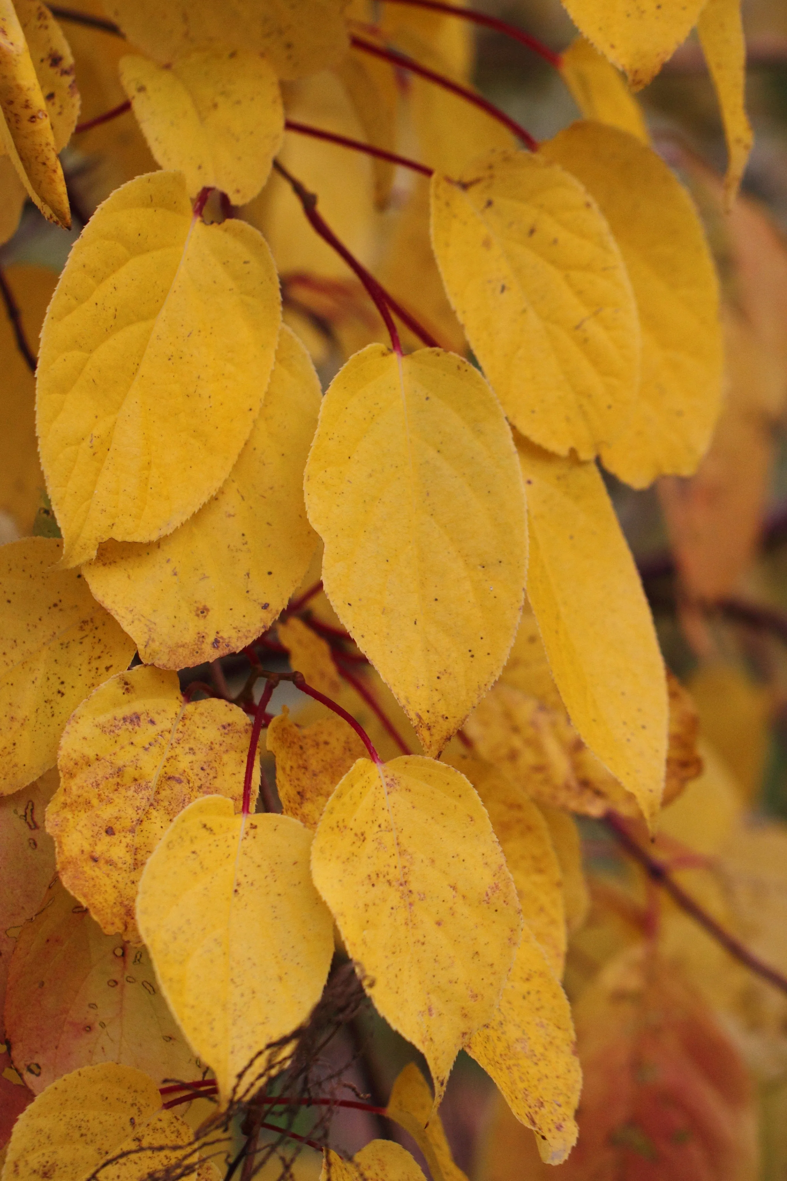 Hardy Kiwi Actinidia arguta 25 Seeds