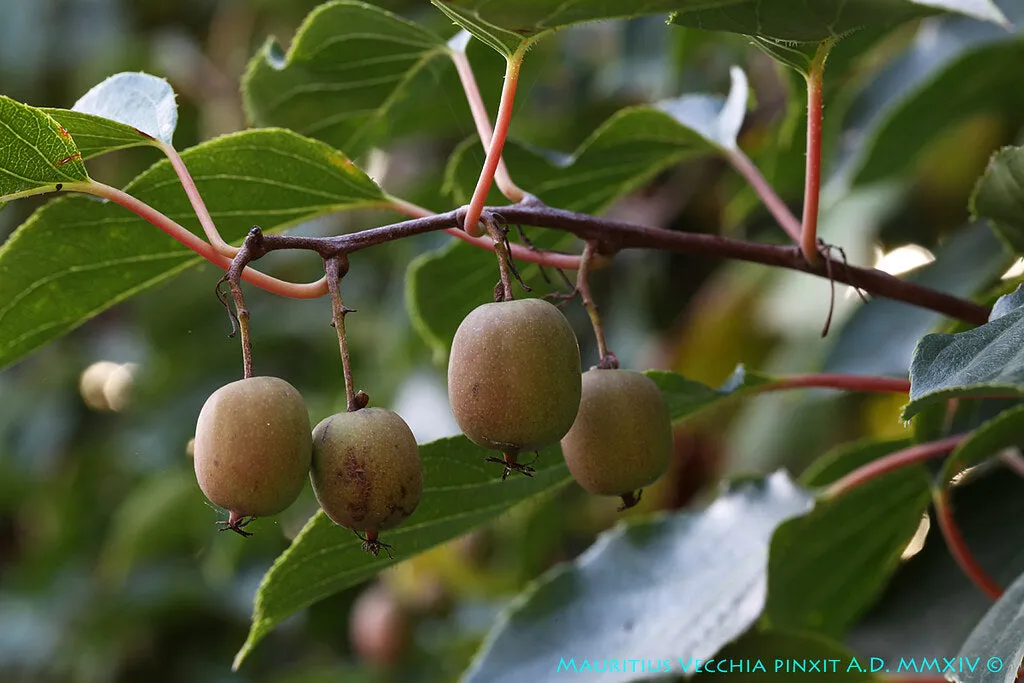 Hardy Kiwi Actinidia arguta 25 Seeds