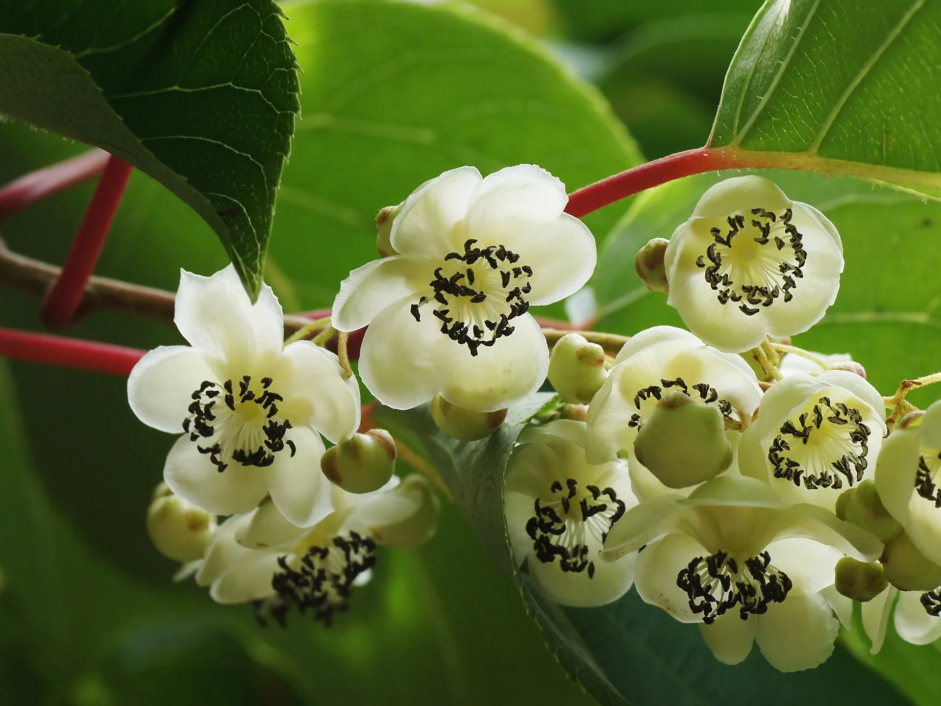 Hardy Kiwi Actinidia arguta 25 Seeds