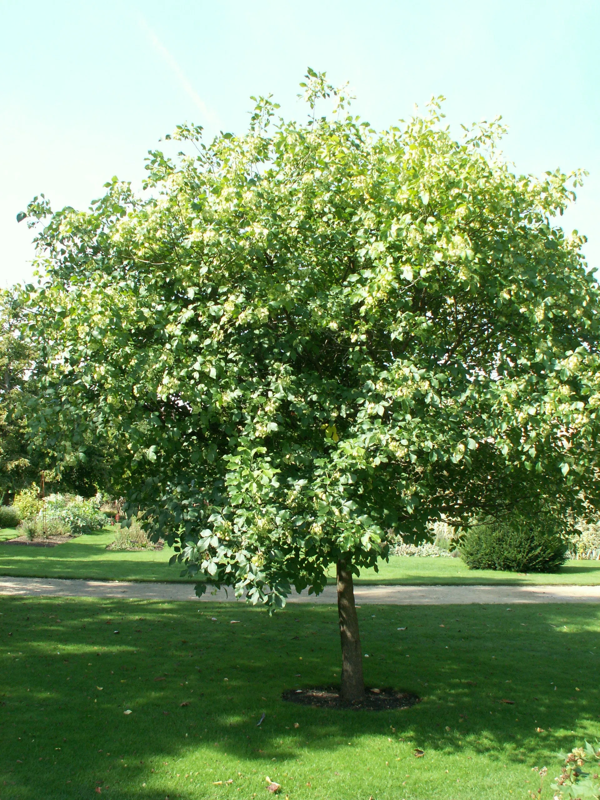 Hop Tree  Wafer Ash  Ptelea trifoliata  100 Seeds  USA Company