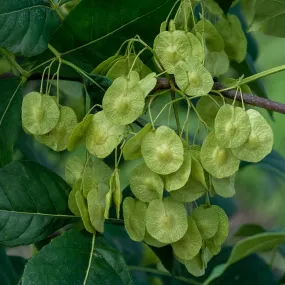 Hop Tree  Wafer Ash  Ptelea trifoliata  100 Seeds  USA Company