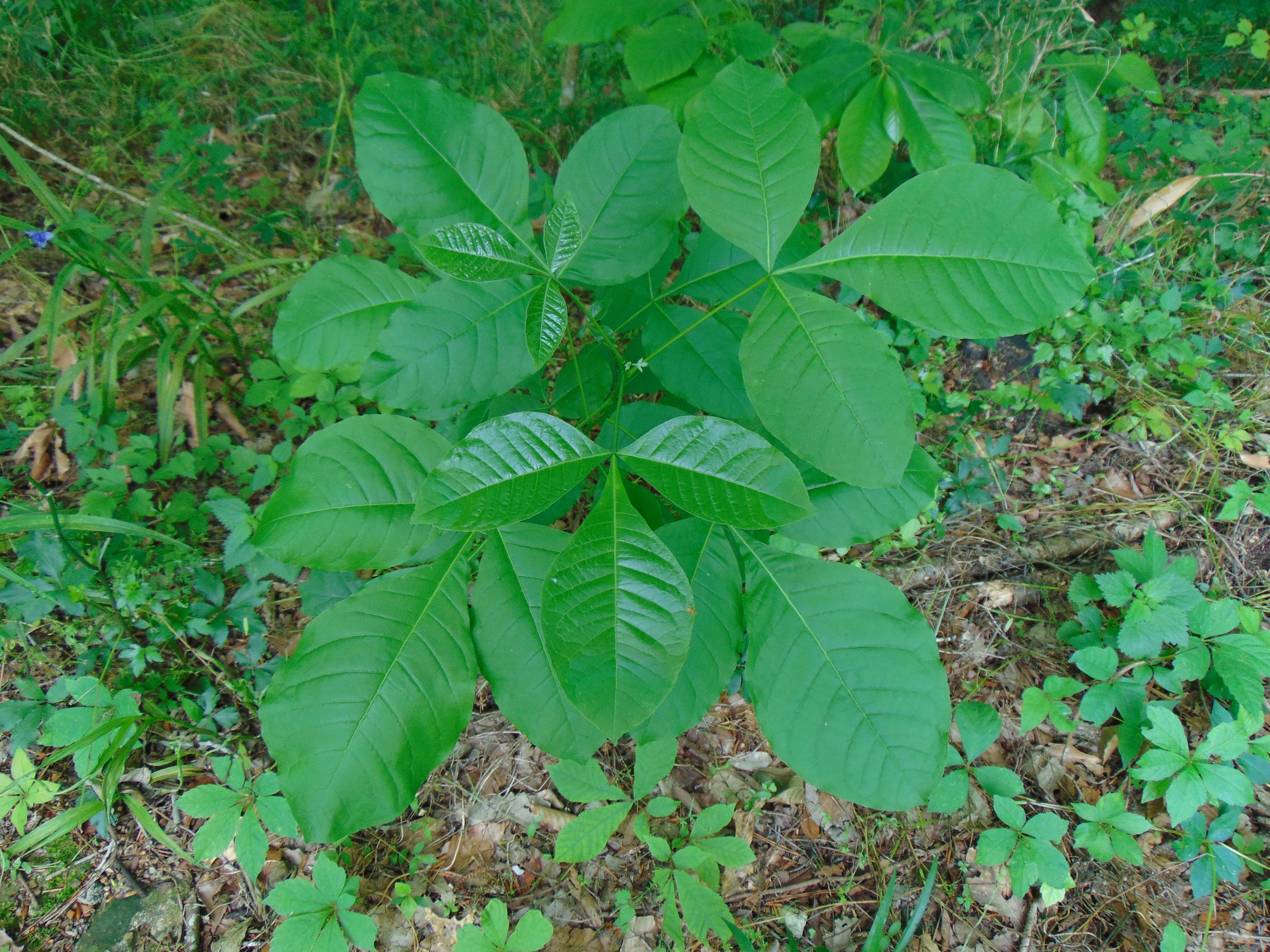 Hop Tree  Wafer Ash  Ptelea trifoliata  100 Seeds  USA Company