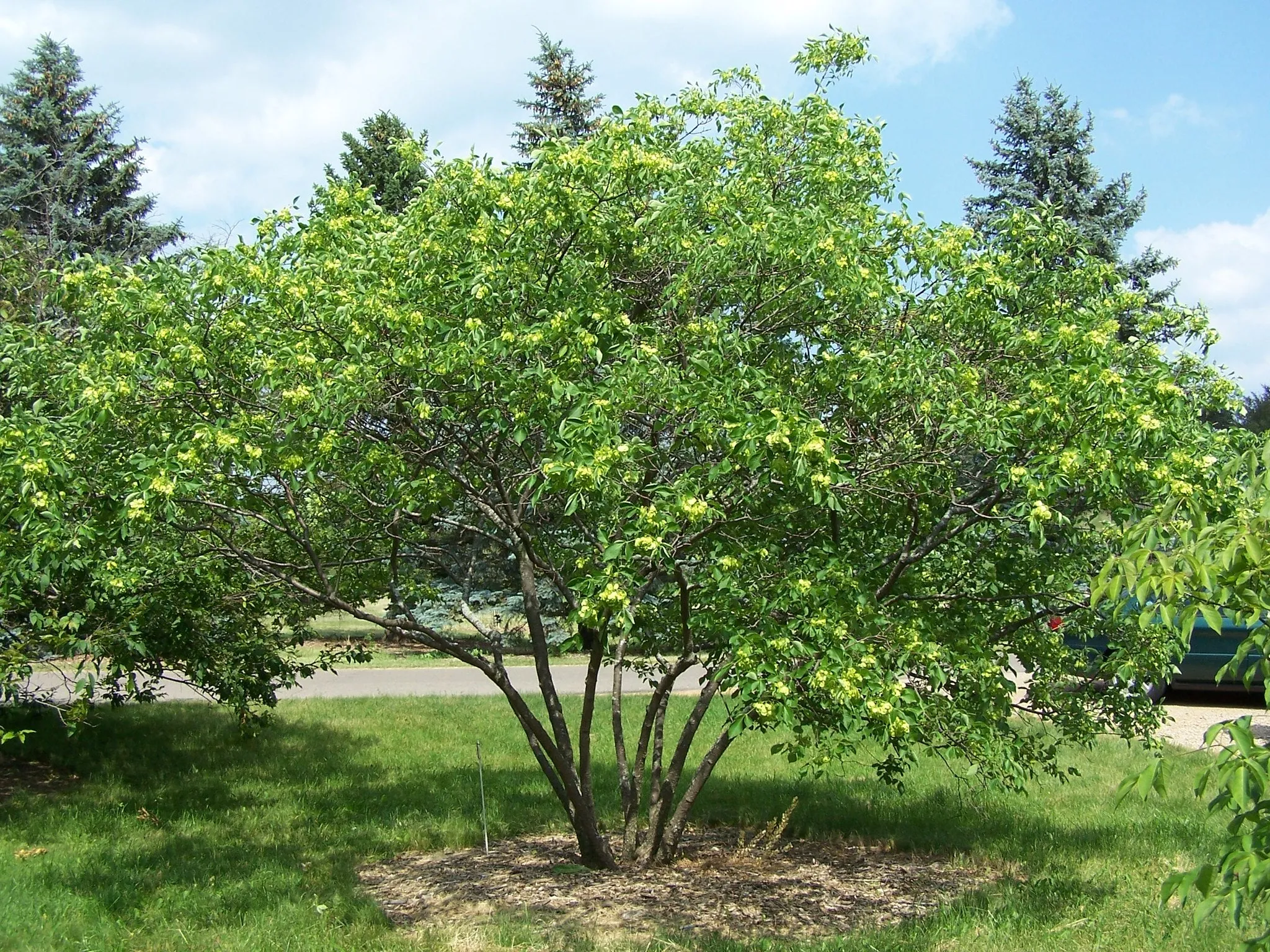 Hop Tree  Wafer Ash  Ptelea trifoliata  100 Seeds  USA Company