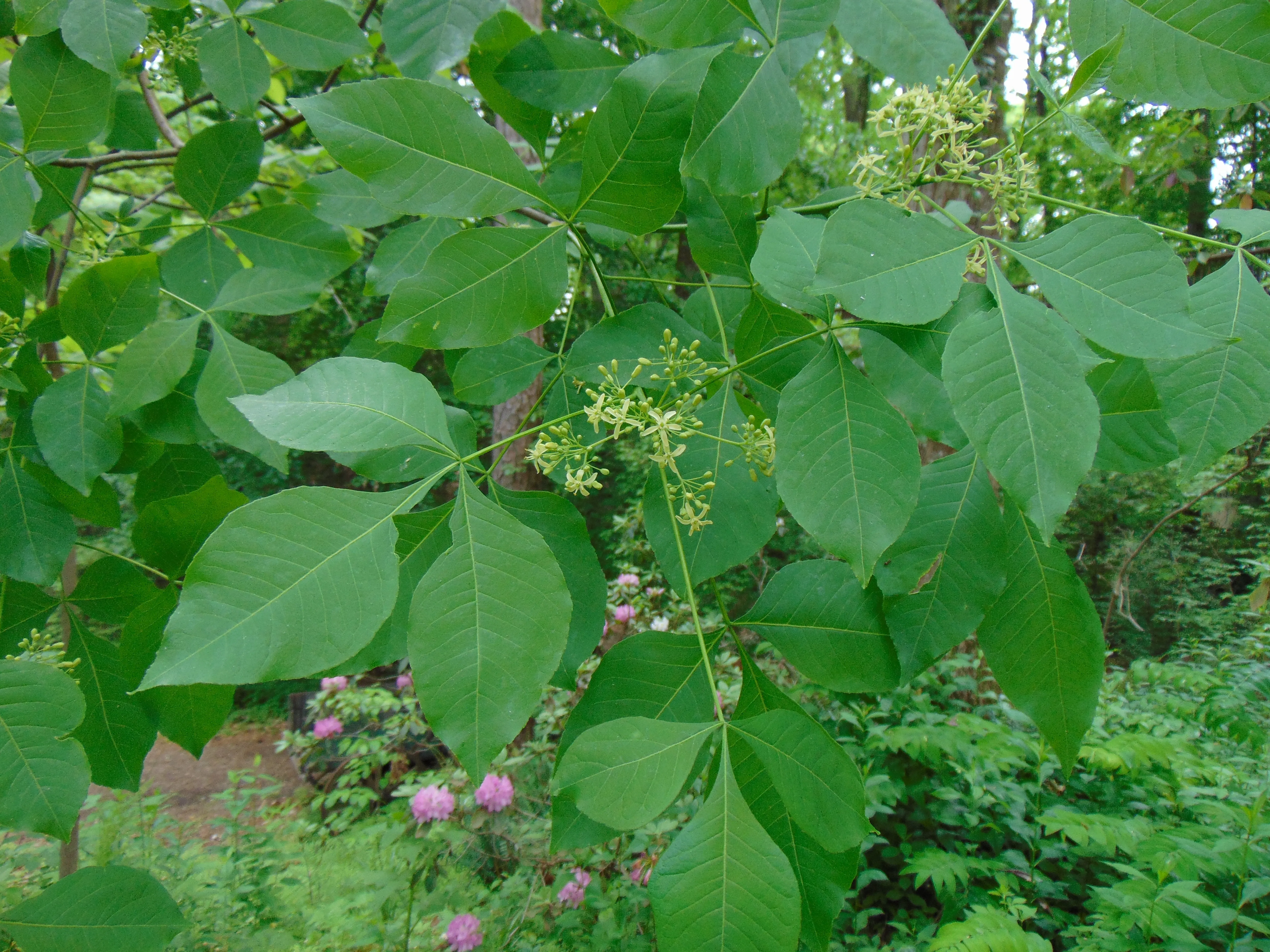 Hop Tree  Wafer Ash  Ptelea trifoliata  100 Seeds  USA Company