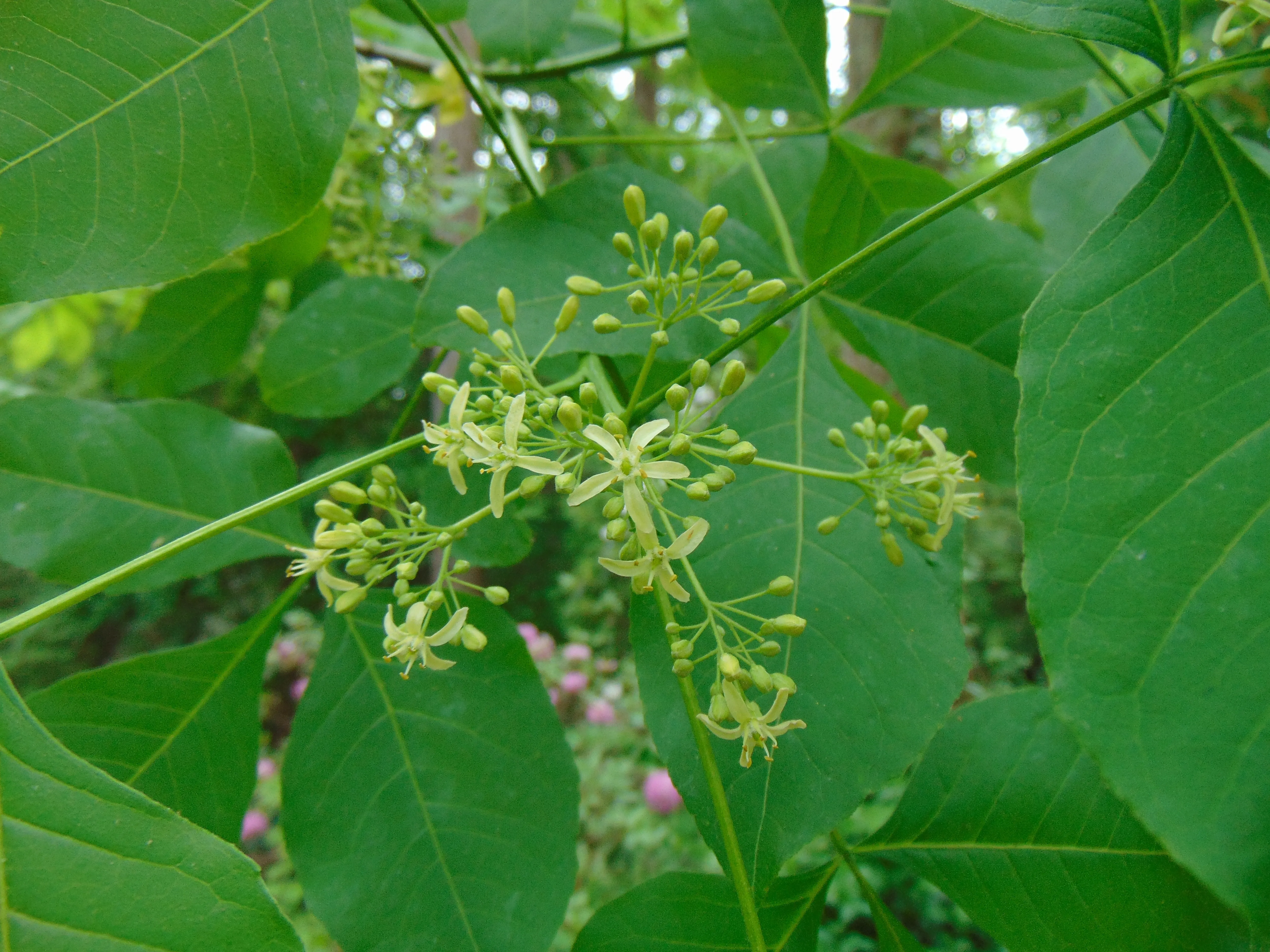 Hop Tree  Wafer Ash  Ptelea trifoliata  100 Seeds  USA Company